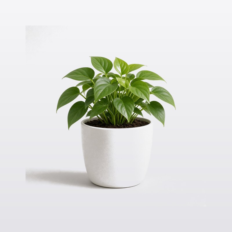 無印良品 觀葉植物 小