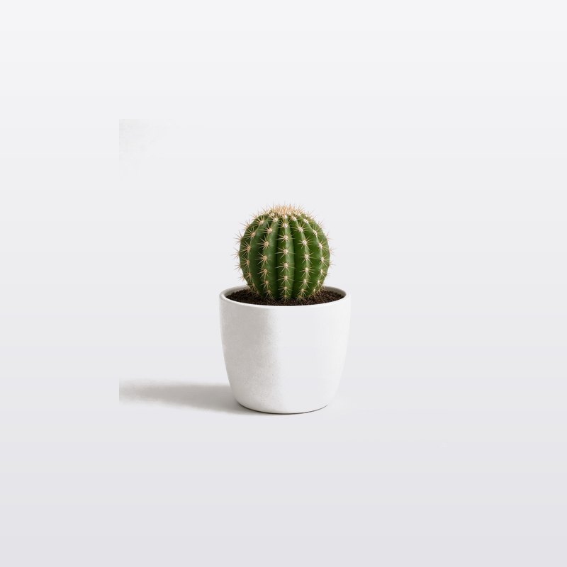 HOLA 桌上小盆栽