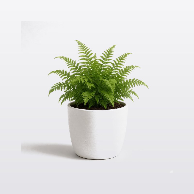 IKEA FEJKA 人造觀葉