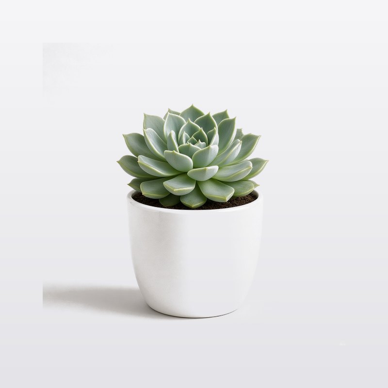 無印良品 多肉植物 小